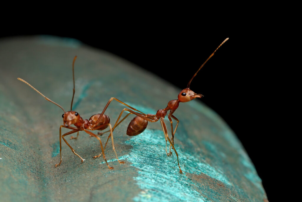 The Ant’s Search For The Solution? - AN ERICKSONIAN APPROACH